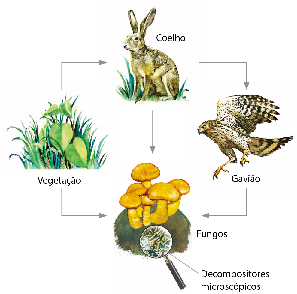 Esquema. Figura de um arbusto representando a vegetação, da qual sai uma seta para seres decompositores, representados por cogumelos e fungos e bactérias microscópicos. Da vegetação também sai uma seta para a figura de um coelho. Do coelho sai uma seta para a figura de um gavião e outra seta para os decompositores. Da figura do gavião sai uma seta para os decompositores.