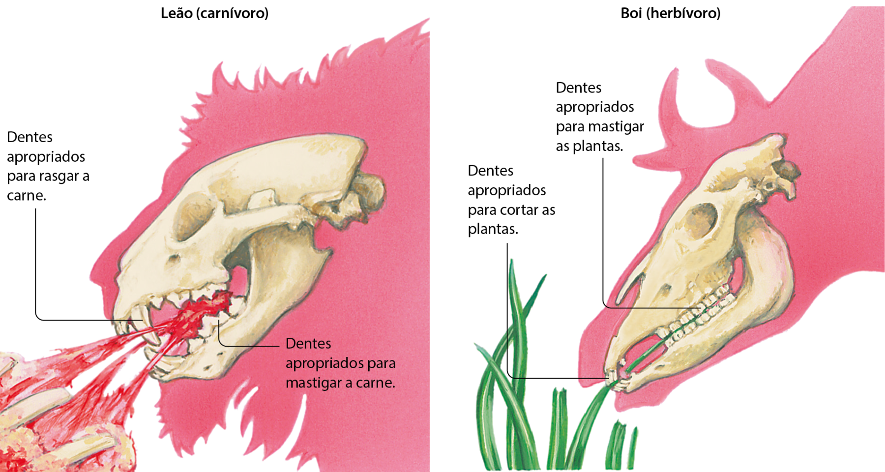 Ilustração. Crânio de leão (carnívoro) visto lateralmente, evidenciando os seus dentes. Ele está  com a boca aberta, mordendo um pedaço de carne. Dos dentes caninos, que são grandes e pontiagudos, sai linha de chamada para o texto: Dentes apropriados para rasgar a carne. Dos dentes molares, que têm diversas cristas, sai uma linha de chamada para o texto: Dentes apropriados para mastigar a carne. Ilustração. Crânio de um boi (herbívoro), visto lateralmente. O animal está comendo capim. Os dentes anteriores são pequenos e deles sai uma linha de chamada para o texto: Dentes apropriados para cortar plantas. Os dentes posteriores são achatados e todos do mesmo tamanho. Deles sai uma linha de chamada para o texto: Dentes apropriados para mastigar as plantas.