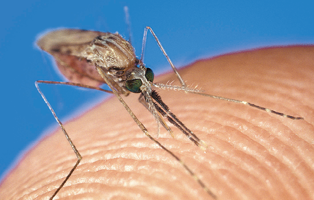 Fotografia. Mosquito sobre a pele de uma pessoa. Ele é pequeno, tem pernas finas, estrutura bucal alongada e coloração bege.