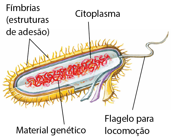 Ilustração. Imagem de uma célula bacteriana, de formato oval alongado, em corte para revelar o interior. A camada externa é amarela com cerdas, linha de chamada para: Fímbria (estruturas de adesão). No interior da célula, há o citoplasma representado pela cor azul claro. Mergulhado no Citoplasma, há o Material genético, representado por fios entrelaçados, coloridos em vermelho. Saindo de uma das extremidades da célula bacteriana há uma estrutura alongada, maior que as cerdas, com uma linha de chamada para: Flagelo para locomoção.