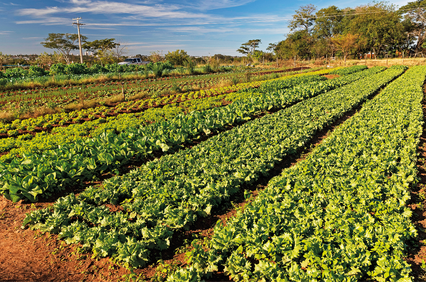 Fotografia. Área com vários canteiros plantados com diferentes vegetais.