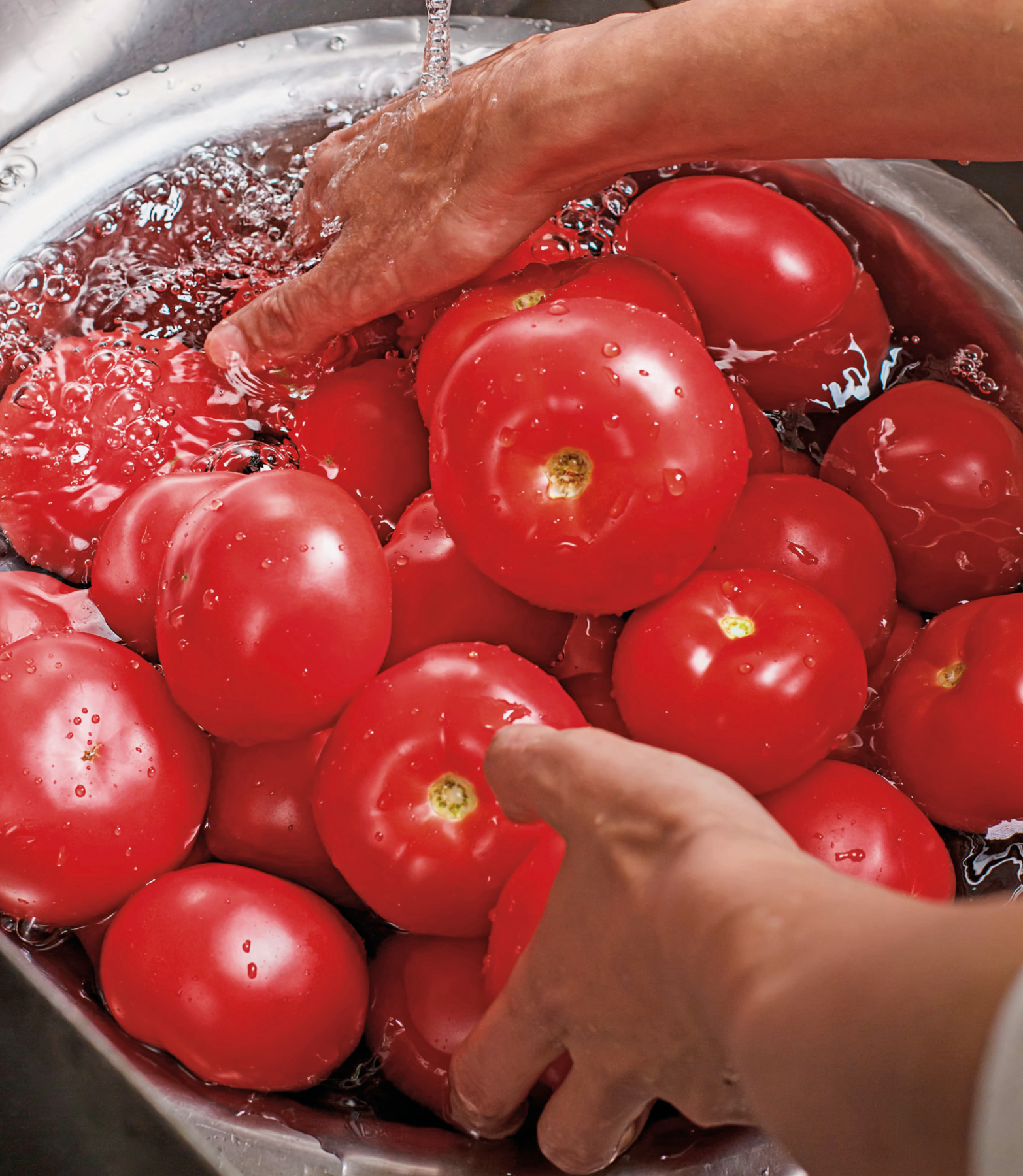 Fotografia. Pessoa com as mãos em uma bacia metálica com água, lavando muitos tomates, vermelhos e de formato arredondado.