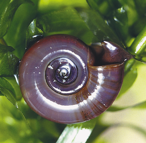 Fotografia. Animal com uma concha em espiral, sobre uma folha.