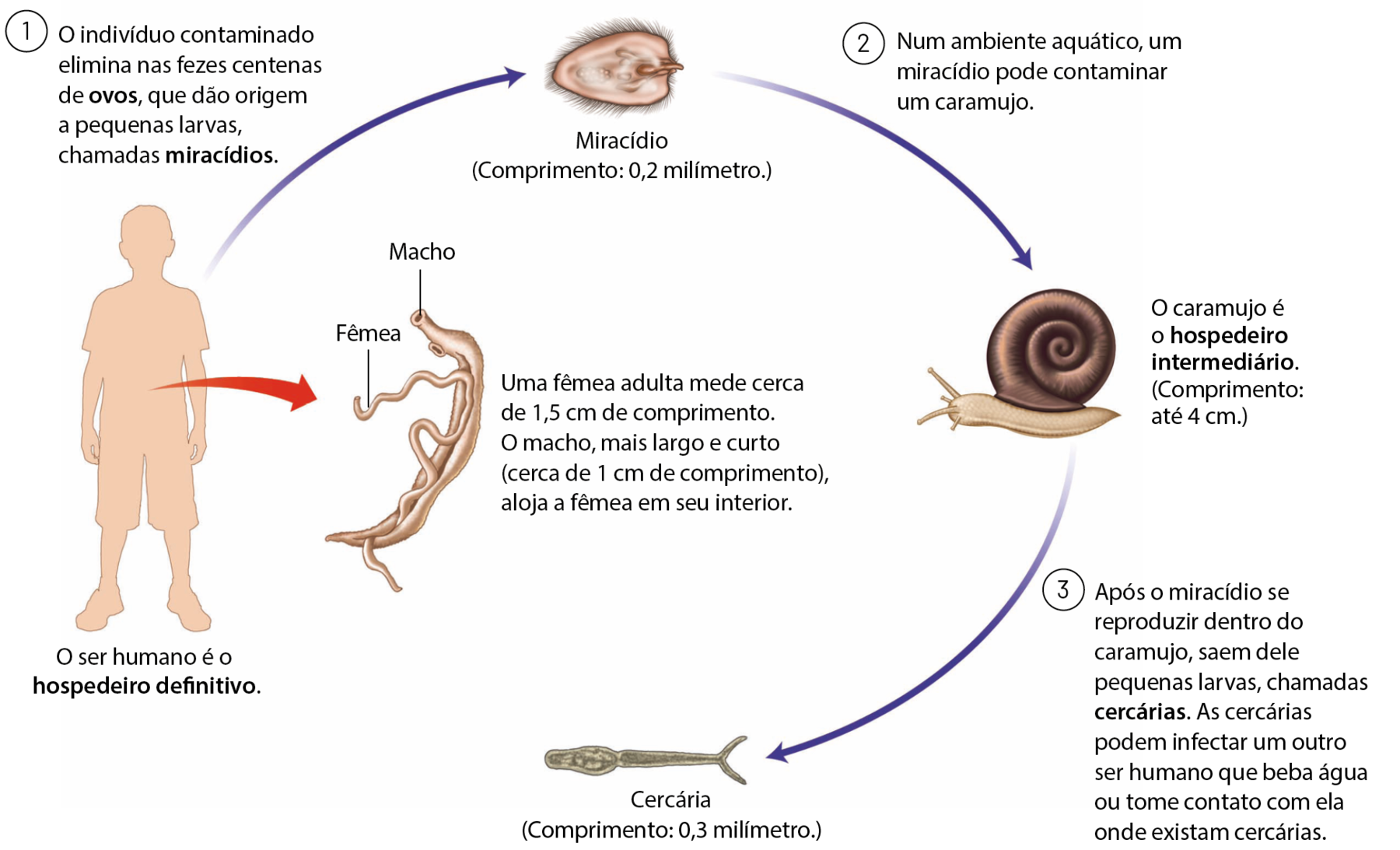 Esquema. Silhueta de uma pessoa. O ser humano é o hospedeiro definitivo. 1: O indivíduo contaminado elimina nas fezes centenas de ovos, que dão origem a pequenas larvas, chamadas miracídios. Da região do intestino da pessoa, seta vermelha para dois vermes, um é a fêmea, maior e mais fina, e o outro é o macho, com um sulco no corpo, onde a fêmea fica alojada. Uma fêmea adulta mede cerca de 1,5 cm de comprimento. O macho, mais largo e curto (cerca de 1 cm de comprimento), aloja a fêmea em seu interior. Do ser humano, seta azul para o desenho de uma forma arredondada e ciliada. Miracídio (Comprimento: 0,2 milímetro.) 2: Num ambiente aquático, um miracídio pode contaminar um caramujo. Do miracídio, seta azul e desenho de um caramujo. O caramujo é o hospedeiro intermediário. (Comprimento: até 4 centímetros.) 3: Após o miracídio se reproduzir dentro do caramujo, saem dele pequenas larvas, chamadas cercárias. As cercárias podem infectar um outro ser humano que beba água ou tome contato com ela onde existam cercárias. Do caramujo seta azul para o desenho de uma cercária, forma larval com corpo comprido e extremidade posterior bipartida. Cercária (Comprimento: 0,3 milímetro.)