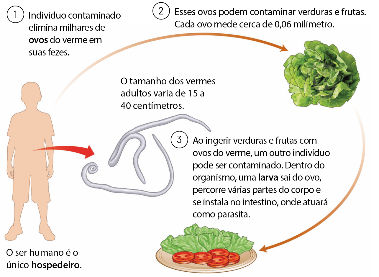 Esquema. Silhueta de uma pessoa. O ser humano é o único hospedeiro. Da região do intestino da pessoa, seta vermelha para dois vermes. O tamanho dos vermes adultos varia de 15 a 40 centímetros. 1: Indivíduo contaminado elimina milhares de ovos do verme em suas fezes. Do ser humano, seta laranja para um pé de alface. 2: Esses ovos podem contaminar verduras e frutas. Cada ovo mede cerca de 0,06 milímetro. Seta laranja para um prato com folhas de alface e rodelas de tomate. 3: Ao ingerir verduras e frutas com ovos do verme, um outro indivíduo pode ser contaminado. Dentro do organismo, uma larva sai do ovo, percorre várias partes do corpo e se instala no intestino, onde atuará como parasita.