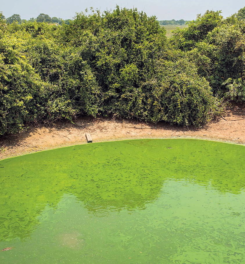 Fotografia. Lagoa com a água esverdeada. Ao redor, uma faixa de terra e vegetação.