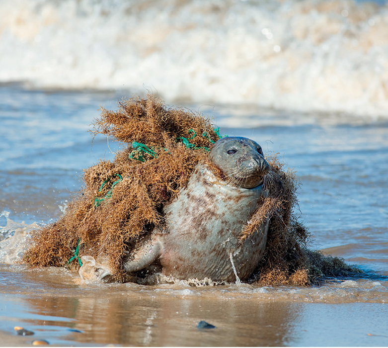 Fotografia. Foca na beira da água, com pedaços de plástico enrolados em seu pescoço, carregando grande quantidade de plantas e outros materiais.