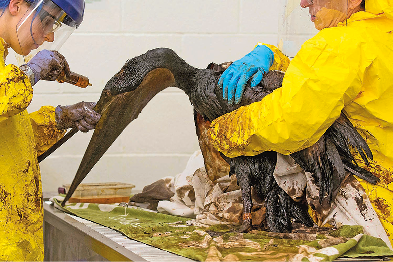 Fotografia. Dois homens usando uma capa amarela de borracha e máscara de proteção. Um deles segura o corpo de uma ave que está suja de óleo. O outro tenta limpar o animal.