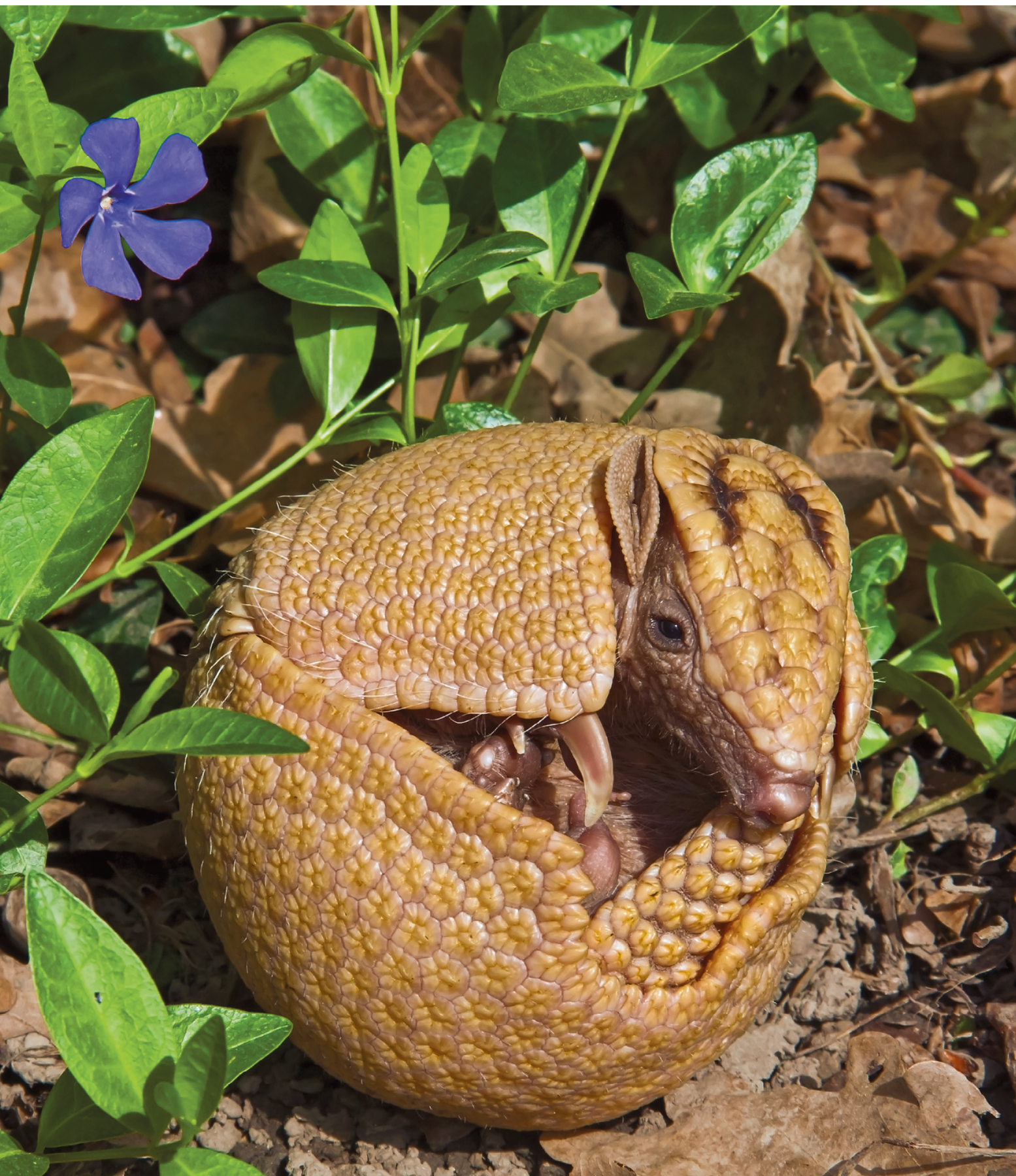 Fotografia. Tatu-bola, animal com o corpo formado por placas bege. Ele está enrolado formando uma bola, mas dá para ver parte da sua cabeça, com olhos laterais e focinho ligeiramente alongado. Ele está no solo de uma mata.