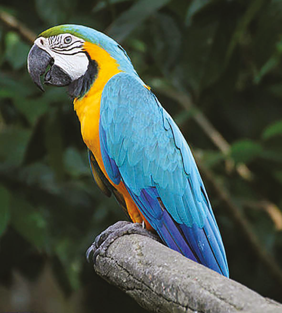 Fotografia. Arara, com penas azuis nas asas, amarelas e pretas no peito e verde no topo da cabeça. Ela está empoleirada em um galho. Seu bico é desenvolvido e curvado com uma ponta.