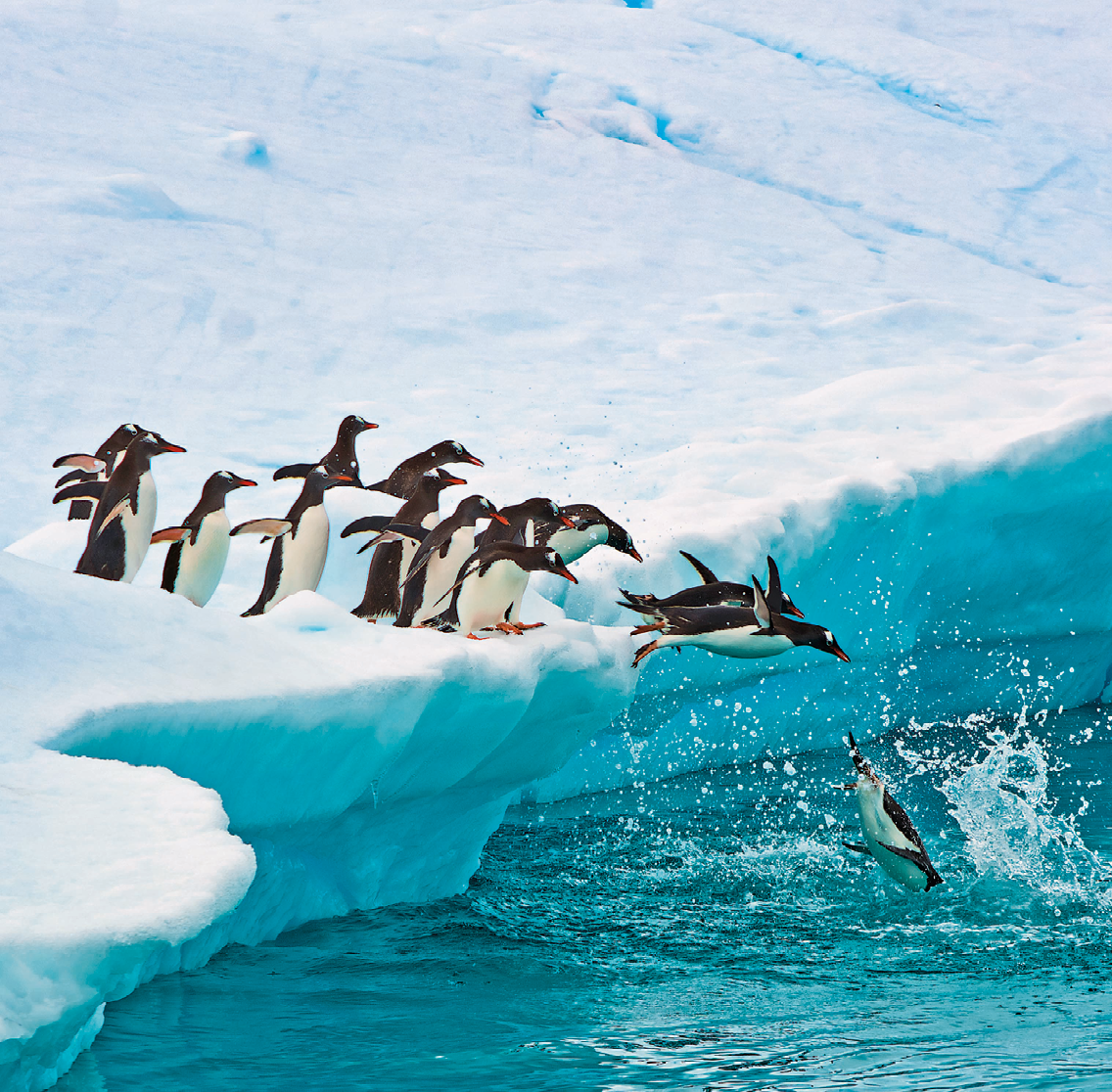 Fotografia. Grupo de pinguins em cima de um bloco de gelo. Eles estão com as asas para trás indo na direção da água. Os pinguins que estão na frente do grupo estão pulando na água, sendo que o primeiro deles atinge a água.