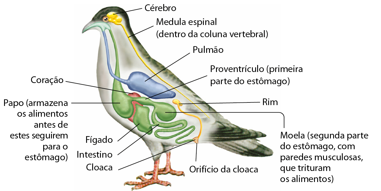 Esquema. A anatomia interna de uma pomba. Na região anterior da cabeça, cérebro, de onde sai um cordão que percorre toda a extensão do corpo, a medula espinal (dentro da coluna vertebral). Pulmão, coração, papo (armazena os alimentos antes de estes seguirem para o estômago). Depois do papo, proventrículo (primeira parte do estômago), moela (segunda parte do estômago, com paredes musculosas, que trituram os alimentos), intestino, fígado, cloaca e orifício da cloaca. Acima da moela fica o rim, de onde saem dutos que desembocam na cloaca.