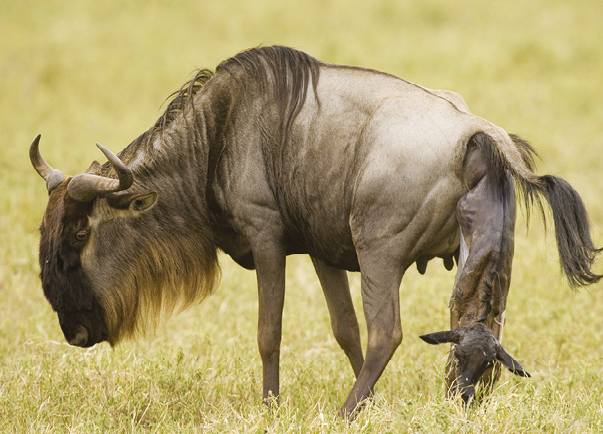 Fotografia. Gnu, animal semelhante a um boi, com pelos longos no pescoço e dois chifres. É uma fêmea e ela está parindo um filhote.