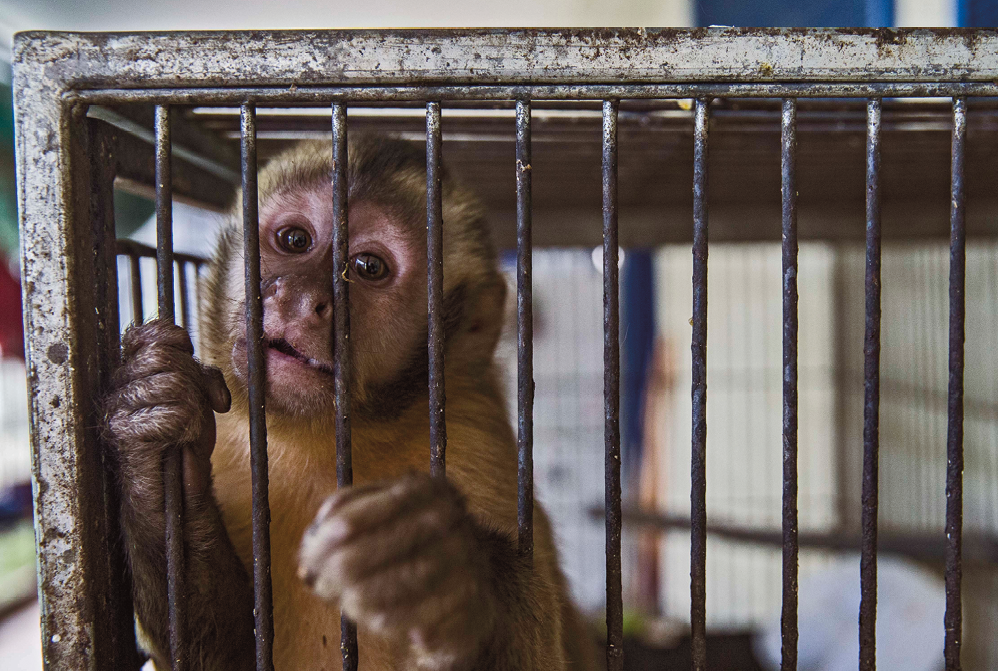 Fotografia. Macaco dentro de uma jaula. Ele segura as grades com as duas mãos.