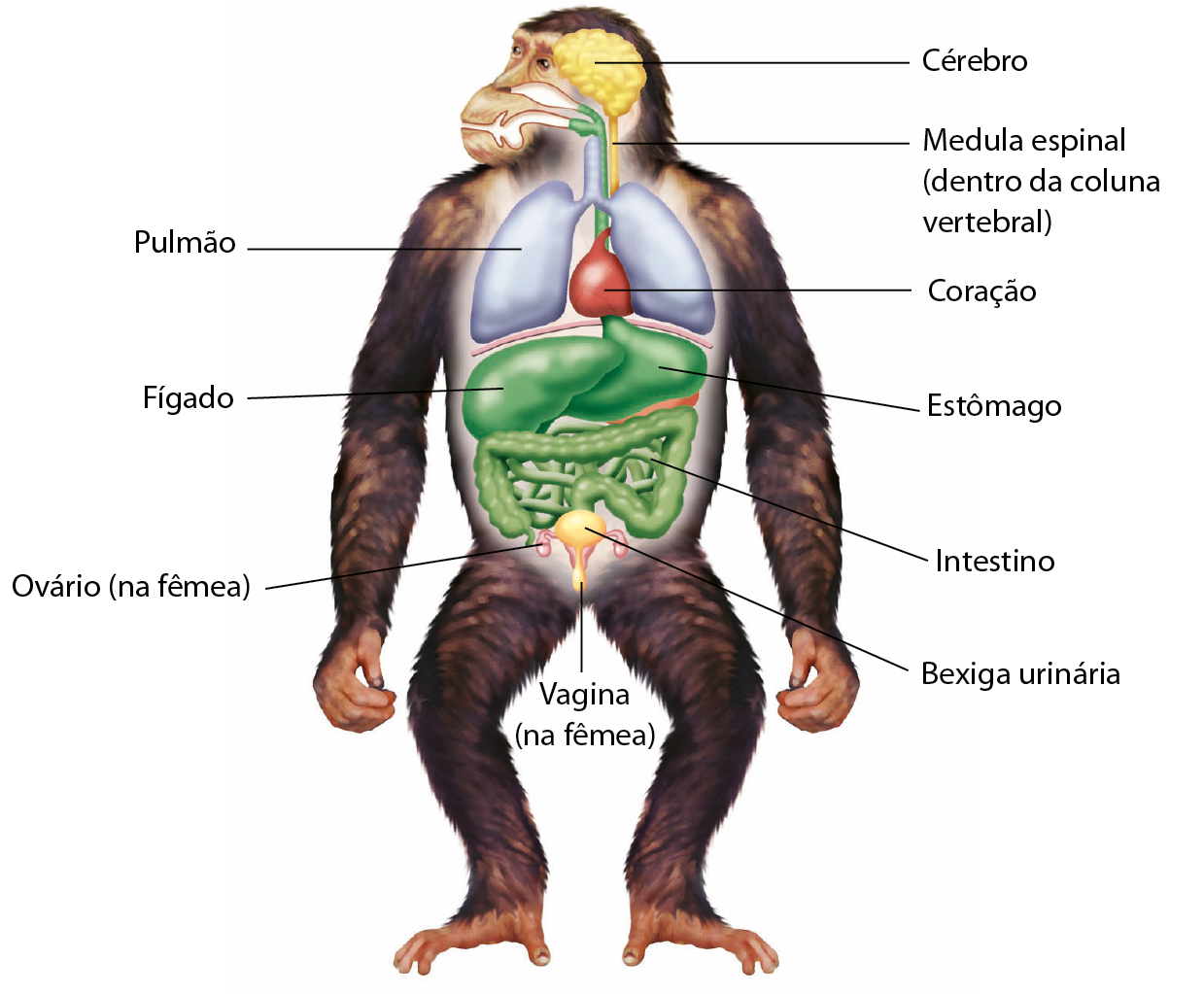 Esquema. Anatomia interna de um chimpanzé. Na parte anterior do corpo, cérebro, de onde sai um cordão que percorre toda a extensão do corpo, a medula espinal (dentro da coluna vertebral). Pulmão. Coração. Fígado, estômago, intestino, ovário (na fêmea), bexiga urinária e vagina (na fêmea).