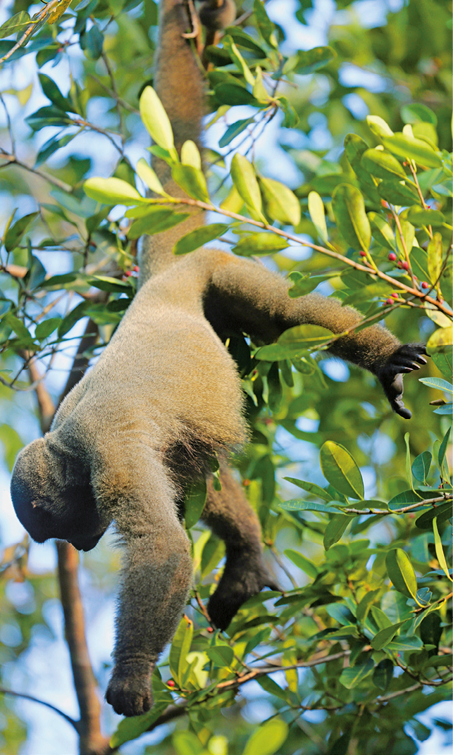Fotografia. Macaco com o pelo acinzentado pendurado no galho de uma árvore pelo rabo.