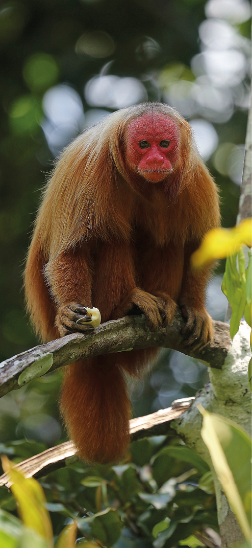 Fotografia. Macaco com o corpo com pelos marrons e face vermelha, sobre um galho.