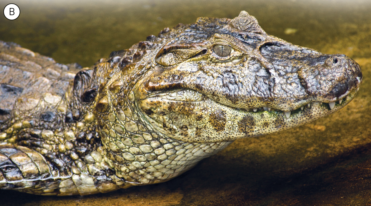 Fotografia. Imagem B. Cabeça de um jacaré. Ele tem o corpo formado por placas bege e marrom, tem os olhos laterais na parte superior da cabeça, aberturas nasais na extremidade do focinho e dentes largos e pontiagudos na boca.