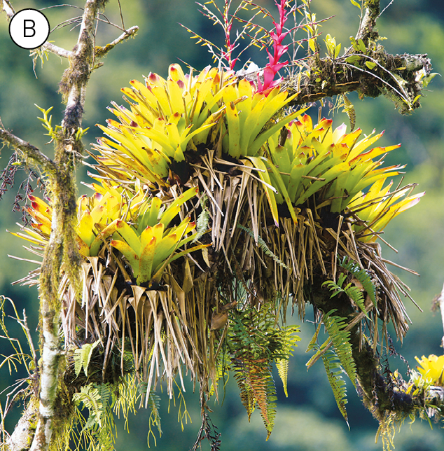 B. Planta de folhas largas e verdes, e inflorescência rosa em forma de espiga sobre o tronco de uma árvore.