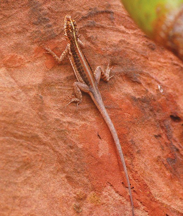 Fotografia. Lagarto de cor marrom e cauda longa no solo.