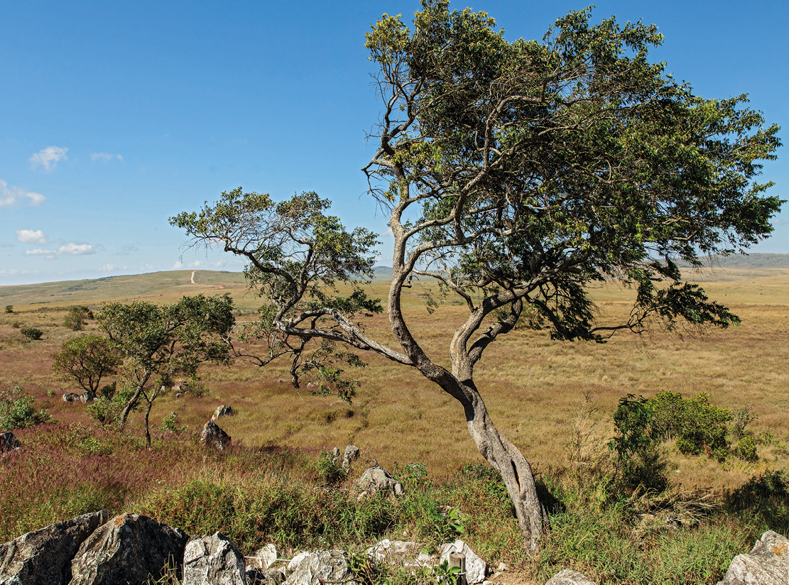 Fotografia. Campo com gramíneas rasteiras e alguns arbustos e árvores espaçadas com troncos retorcidos.