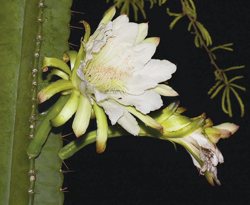 Fotografia. Duas flores brancas no caule de um planta. Uma delas está aberta e é possível notar uma grande quantidade de filetes branco esverdeados rodeados por diversas pétalas brancas