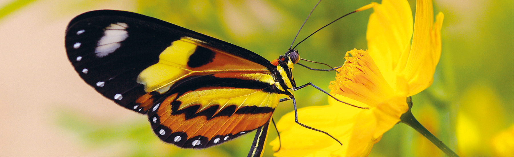 Fotografia. Borboleta com asas de cor laranja, amarela e preta e detalhes em branco. Ela está sobre uma flor amarela e a estrutura bucal longa está em contato com estruturas do miolo da flor