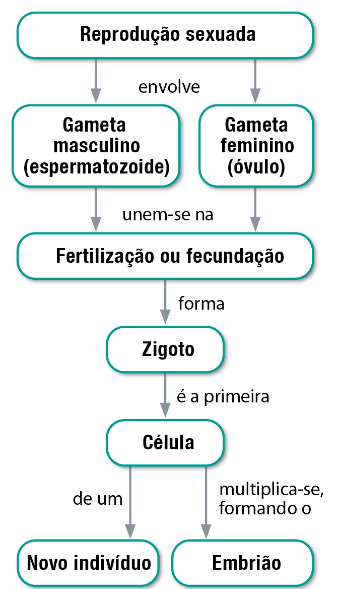 Fluxograma. Reprodução sexuada envolve gameta masculino (espermatozoide) e gameta feminino (óvulo), unem-se na fertilização ou fecundação, forma o zigoto, é a primeira célula de um novo indivíduo e multiplica-se, formando o embrião.