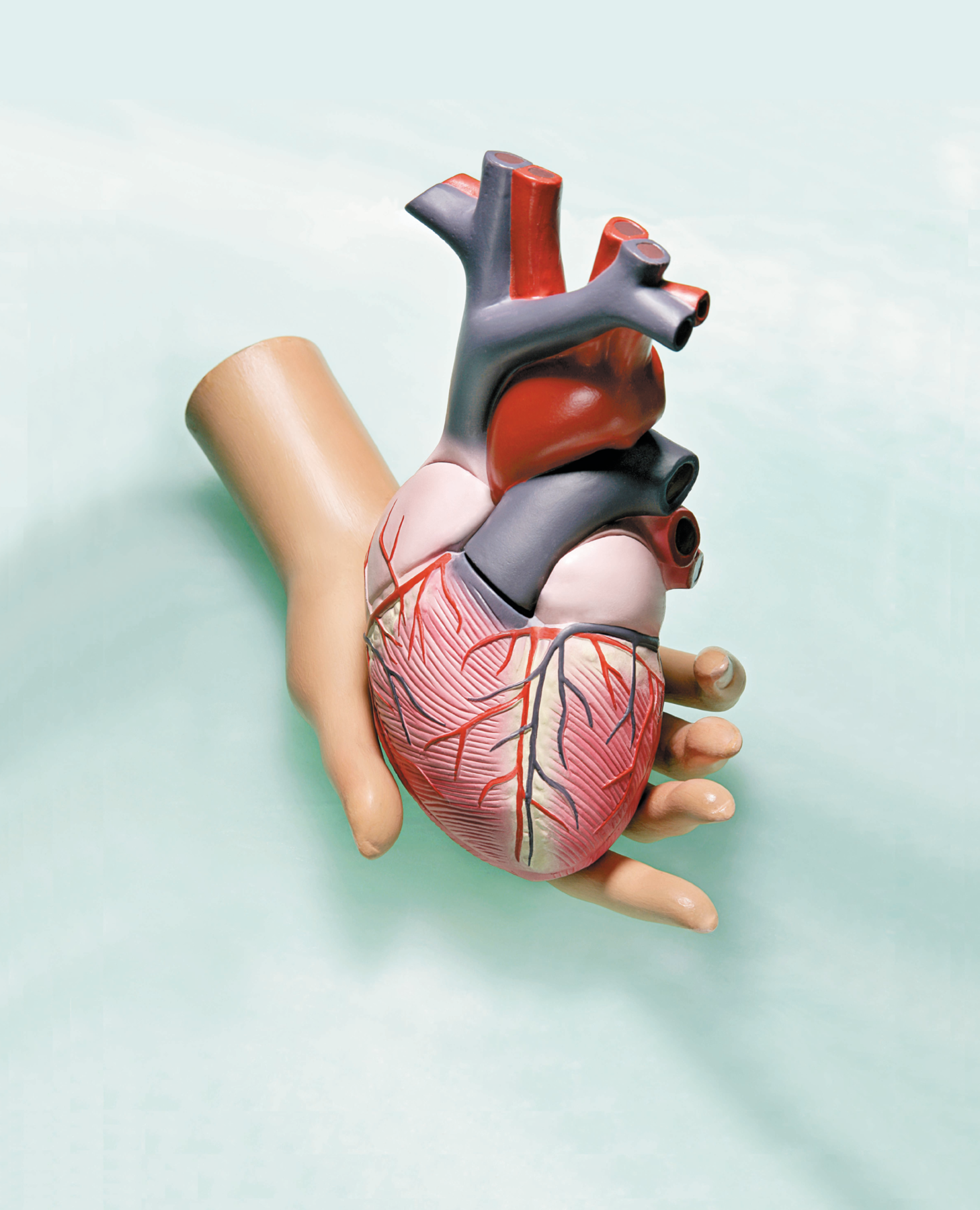 Fotografia. Modelo de plástico de uma mão segurando um coração, com as principais artérias e veias.