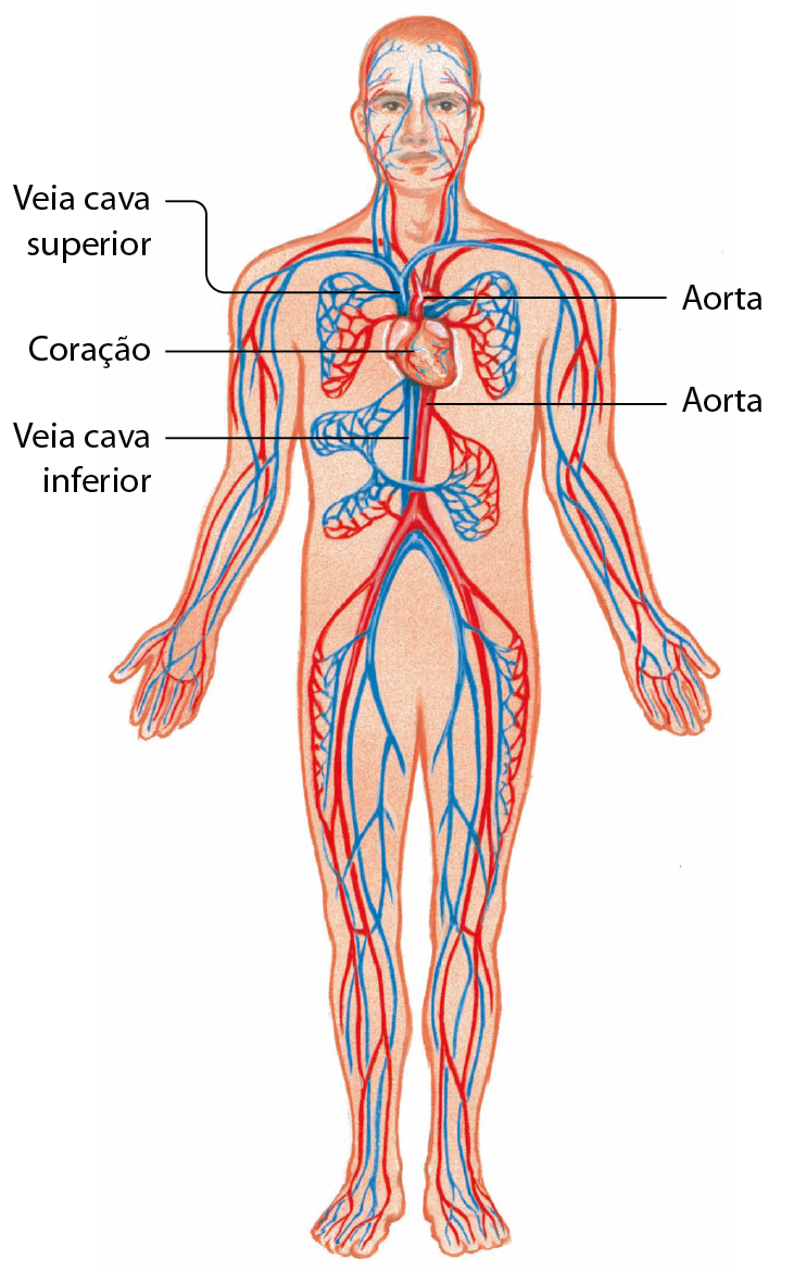 Esquema. Homem de pé com os braços ao lado do corpo. Dentro dele, linhas azuis e vermelhas por todo o corpo representando o sistema circulatório. No centro do peito, coração. Acima, entrando no coração, veia cava superior em azul. Saindo do coração, aorta em vermelho. Abaixo, entrando no coração, veia cava inferior em azul, e saindo do coração, aorta, em vermelho.