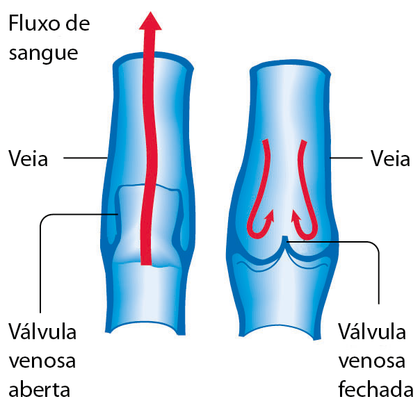 Esquema. Dois tubos azuis representando veias. Na primeira, válvula venosa aberta, seta vermelha para cima indicando o fluxo de sangue. Na segunda, válvula venosa fechada, seta vermelha para baixo, vai até a válvula e volta.