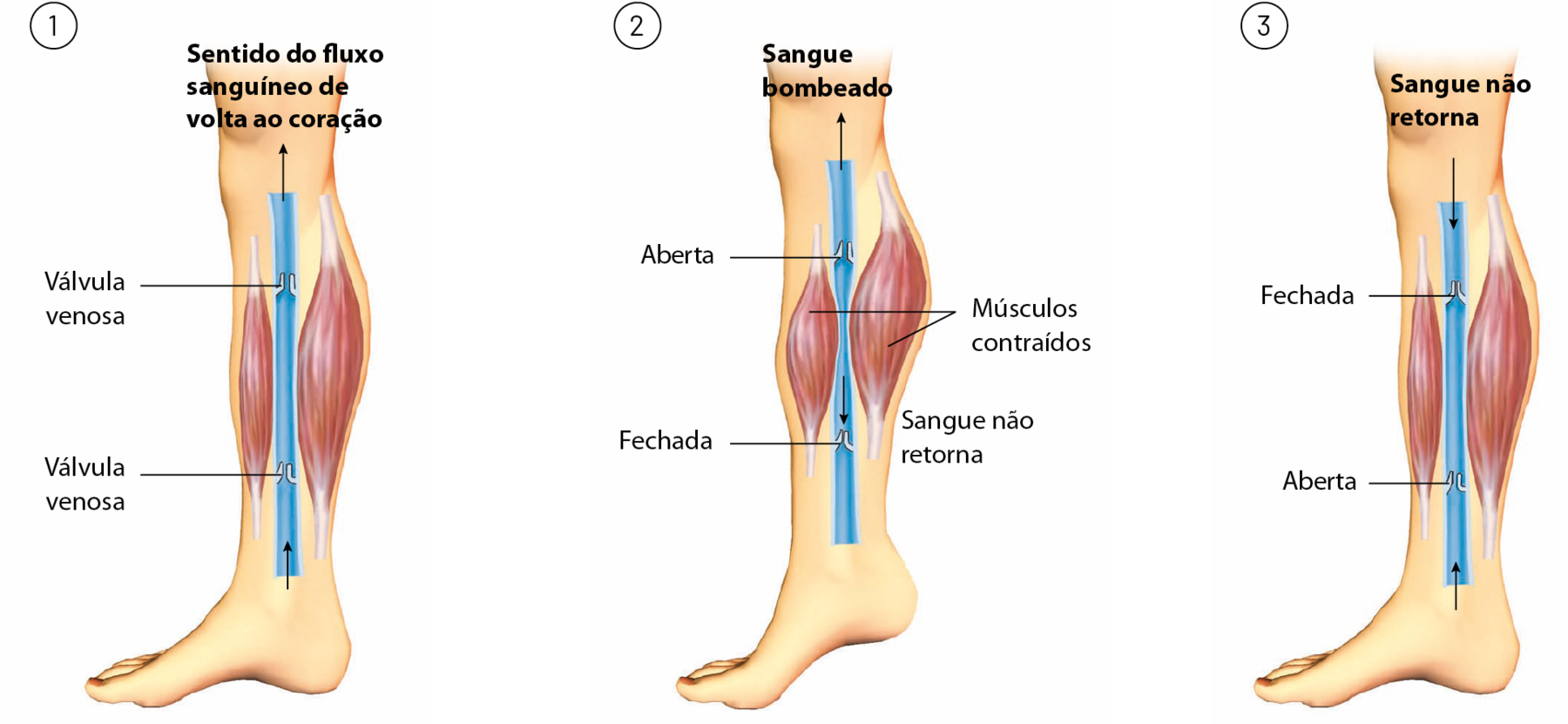 Esquema. Imagem da perna de uma pessoa com tubo azul no meio e estruturas alongadas representado os músculo dos dois lados. Em 1: há duas válvulas venosas abertas na veia. Seta para cima indica o sentido do fluxo sanguíneo de volta ao coração. Em 1: há duas válvulas venosas abertas na veia. Seta para cima indica o sentido do fluxo sanguíneo de volta ao coração. Em 2: a válvula inferior está fechada e a superior aberta, os músculos estão contraídos. Seta para cima indicando o sangue bombeado. Em 3: a válvula inferior está aberta e a superior fechada. Seta para baixo, sangue não retorna.