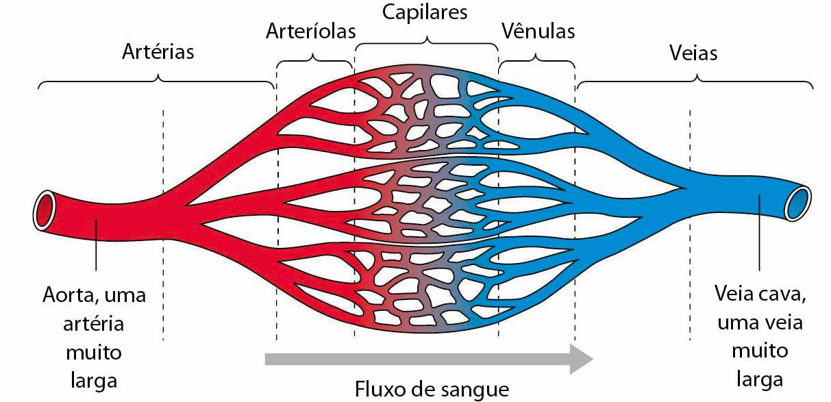 Esquema. Tubo vermelho na esquerda e azul na direita. À medida que vão ramificando em direção ao centro, os tubos vão ficando cada vez mais finos. O fluxo de sangue é da esquerda para a direita. O tubo vermelho representa a aorta, uma artéria muito larga. No início ele é uma artéria, ao começar a ramificar vira arteríolas. O tubo azul representa a veia cava, uma veia muito larga. No início ele é uma veia, ao começar a ramificar vira vênulas. A parte de encontro entre arteríolas e vênulas forma os capilares, tubos de menor calibre.