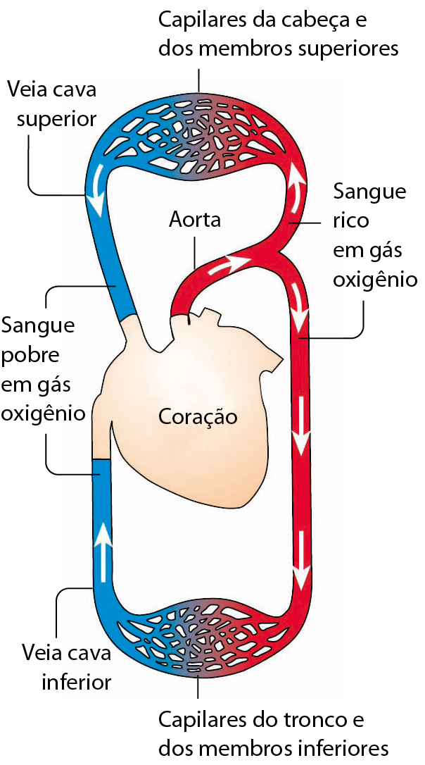 Esquema. No centro, coração. À direita do desenho, tubo largo vermelho com uma seta branca saindo do coração indica a aorta. Esse tubo se divide em dois, uma parte para baixo e uma para cima. Dentro deles, sangue rico em gás oxigênio. A parte de cima se ramifica e forma uma rede de tubos de menor diâmetro: Capilares da cabeça e dos membros superiores. Esses tubos se unem a tubos de menor diâmetro de cor azul, que se juntam e formam um tubo largo azul: Veia cava superior (à esquerda do desenho). Seta branca indicando a entrada no coração: Sangue pobre em gás oxigênio. A parte de baixo da aorta se ramifica e forma uma rede de tubos de menor diâmetro: Capilares do tronco e dos membros inferiores. Esses tubos se unem a tubos de menor diâmetro de cor azul, que se juntam e formam um tubo largo azul: Veia cava inferior (à esquerda do desenho). Seta branca indicando a entrada no coração.