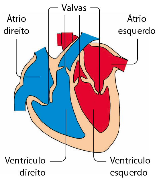 Esquema. Coração dividido em quatro cavidades. Lado direito do coração em azul: em cima, átrio direito e em baixo, ventrículo direito. Entre eles, uma ligação mais estreita: valva. Lado esquerdo do coração em vermelho: em cima, átrio esquerdo e em baixo, ventrículo esquerdo. Entre eles, uma ligação mais estreita: valva. Também há valvas na saída dos ventrículos para os grandes vasos.