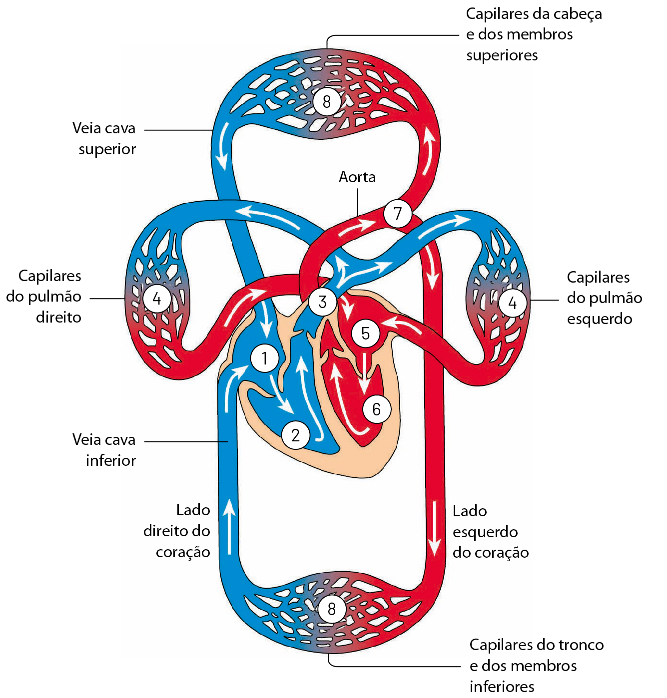 Esquema. No centro, coração. Lado direito do coração em azul. Cavidade superior do lado direito: 1. Cavidade inferior do lado direito: 2.  De 2 sai um tubo de grande diâmetro: 3. Esse vaso se ramifica em dois e cada um vai para um lado do corpo (direita e esquerda), se ramificando cada vez mais formando capilares do pulmão direito e capilares do pulmão esquerdo: 4. Esses capilares se juntam e formam tubos de maior diâmetro, voltando para a cavidade superior esquerda do coração: 5, indo em seguida para a cavidade inferior esquerda: 6. De 6 sai um tubo de grande diâmetro: 7. Esse tubo se ramifica em dois e cada um vai para um lado do corpo (superior e inferior), se ramificando cada vez mais formando capilares da cabeça e dos membros superiores e capilares do tronco e dos membros inferiores: 8. De 8, esses capilares se juntam e formam tubos de maior diâmetro, voltando para a cavidade superior direita do coração.