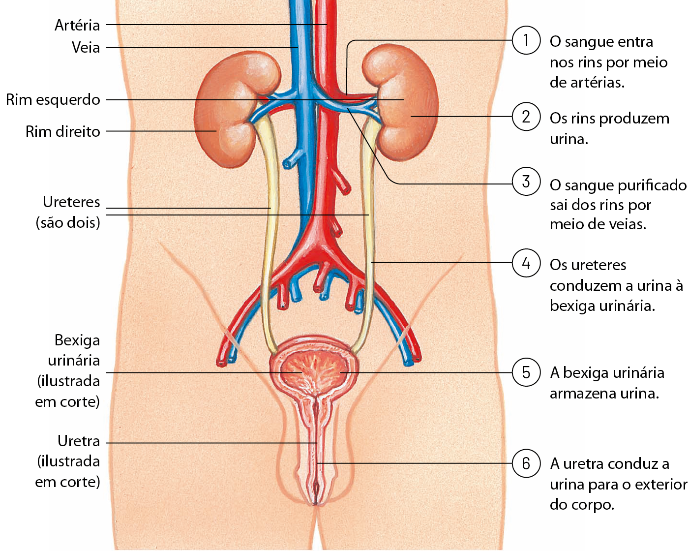 Esquema. Silhueta mostrando apenas o tronco de um homem. No centro, dois tubos de grande diâmetro. Azul: veia e vermelho: artéria. 1: O sangue entra nos rins por meio de artérias. Esses tubos tem ramificações que penetram em estruturas em forma de feijão: rim direito e rim esquerdo. 2: Os rins produzem urina. Dos rins, saem vasos azuis de menor diâmetro. 3: O sangue purificado sai dos rins por meio de veias. De cada rim sai um tubo: os ureteres. Os ureteres vão até uma estrutura arredondada: bexiga urinária (ilustrada em corte). 4: Os ureteres conduzem a urina à bexiga urinária. 5: A bexiga urinária armazena urina. Saindo da bexiga urinária, um canal que passa pelo interior do pênis e vai até a parte externa do corpo: uretra (ilustrada em corte). 6: a uretra conduz a urina para o exterior do corpo.
