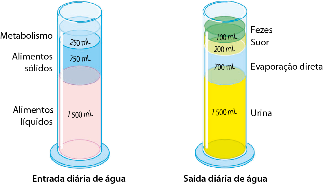 Esquema. Dois tubos com líquidos de diferentes cores dentro. Tubo da esquerda: Entrada diária de água. Alimentos líquidos: 1.500 mililitros. Alimentos sólidos: 750 mililitros. Metabolismo: 250 mililitros. Tubo da direita: Saída diária de água. 1.500 mililitros: urina. 700 mililitros: evaporação direta. 200 mililitros: suor. 100 mililitros: fezes.