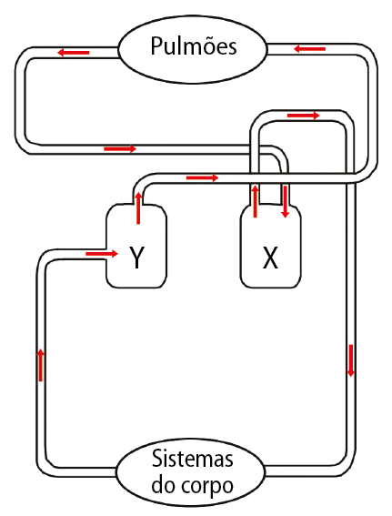 Esquema. Na parte inferior, retângulo com o texto: Sistemas do corpo. Dele parte um tubo com uma seta que vai até o retângulo Y; em seguida, setas vão para um retângulo com o texto: Pulmões. Dos pulmões, parte um tubo com setas que vão até o retângulo X. De X, setas voltam para Sistemas do corpo.