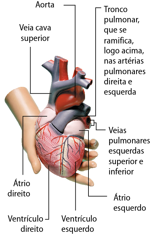 Esquema. Modelo de plástico de uma mão segurando um coração. No coração, linhas de chamada para suas principais partes. No lado direito, átrio direito (superior) e ventrículo direito (inferior). No lado esquerdo, átrio esquerdo (superior) e ventrículo esquerdo (inferior). Saindo do ventrículo direito, grande vaso sanguíneo: 'Tronco pulmonar, que se ramifica, logo acima, nas artérias pulmonares direita e esquerda'. Entrando no átrio esquerdo, grandes vasos: 'Veias pulmonares esquerdas superior e inferior'. Entrando no átrio direito, um grande vaso: veia cava superior. Saindo do ventrículo esquerdo, um grande vaso: Aorta.