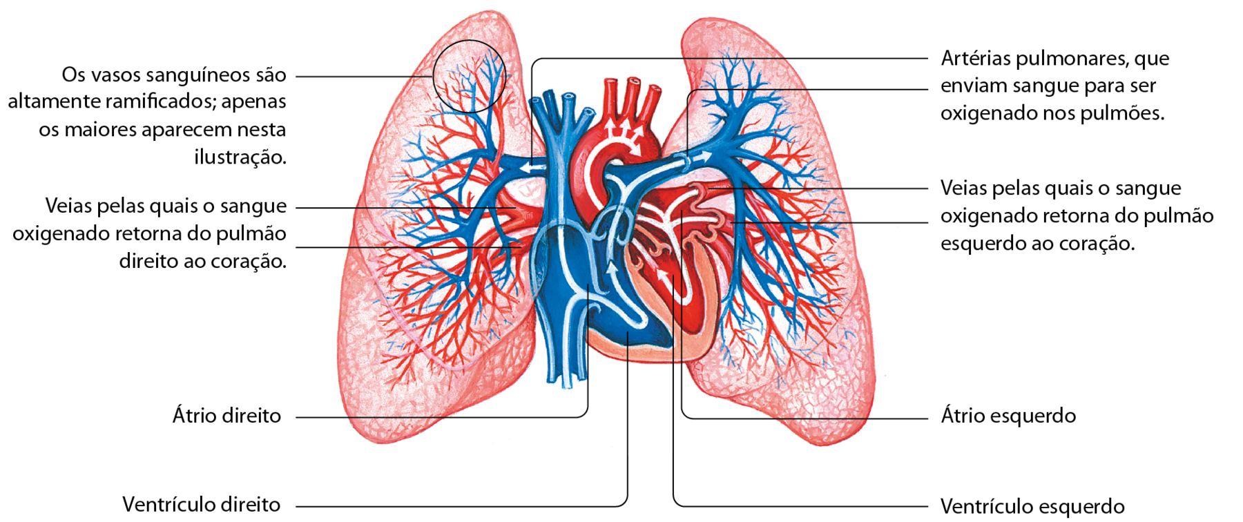 Esquema. No centro um coração e de cada um dos lados há um pulmão. No coração: átrio direito, ventrículo direito, átrio esquerdo, ventrículo esquerdo. Tubos de grande diâmetro entram no lado direito do coração trazendo sangue pobre em gás oxigênio. Do átrio direito, segue para o ventrículo direito. Dessa cavidade, o sangue vai para os pulmões: Artérias pulmonares, que enviam sangue para ser oxigenado nos pulmões. No pulmão, círculo indica região dos alvéolos: Os vasos sanguíneos são altamente ramificados; apenas os maiores aparecem nessa ilustração. 
Nos pulmões, vasos menores se juntam até formar grandes vasos que retornam ao coração: à esquerda do coração: Veias pelas quais o sangue oxigenado retorna do pulmão esquerdo ao coração. À direita do coração: Veias pelas quais o sangue oxigenado retorna do pulmão direito ao coração.