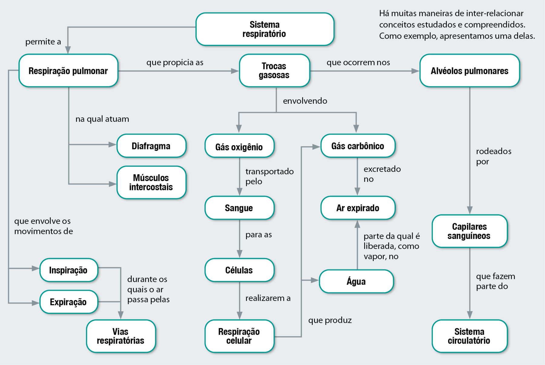 Fluxograma. Sistema respiratório permite respiração pulmonar, que envolve os movimentos de inspiração e expiração, durante os quais o ar passa pelas vias respiratórias. Sistema respiratório permite respiração pulmonar na qual atuam diafragma e músculos intercostais. Sistema respiratório permite respiração pulmonar que propicia as trocas gasosas, envolvendo gás oxigênio transportado pelo sangue para as células realizarem a respiração celular. Respiração celular que produz água, parte da qual é liberada, como vapor, no ar expirado. Sistema respiratório permite respiração pulmonar que propicia as trocas gasosas, envolvendo gás carbônico, excretado no ar expirado. Sistema respiratório permite respiração pulmonar que propicia as trocas gasosas, que ocorrem nos alvéolos pulmonares rodeados por capilares sanguíneos, que fazem parte do sistema circulatório.