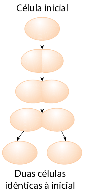 Esquema. Estrutura oval, representando a célula inicial. Em seguida, sequência de setas e imagem da estrutura aumentando e  se dividindo pouco a pouco, até formar duas estruturas ovais iguais: duas células idênticas à inicial.