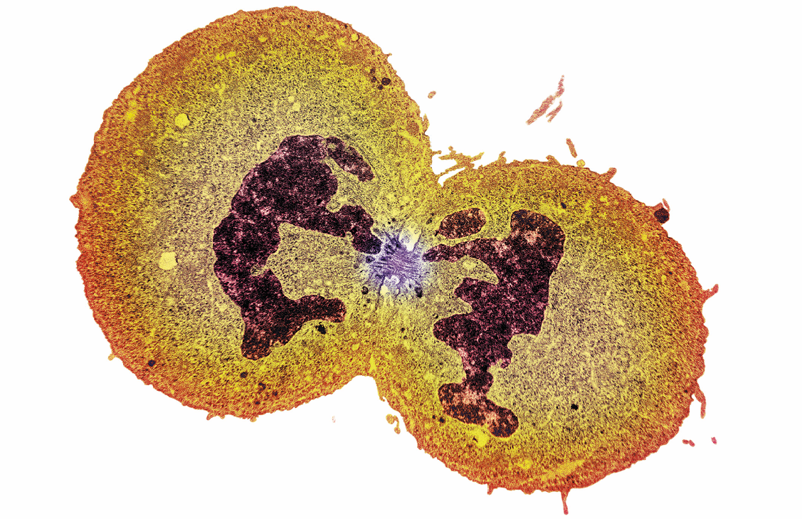 Fotografia. Imagem de microscópio de duas estruturas esféricas amarelas (células) com uma forma irregular roxa no centro de cada uma (material genético). As duas esferas estão grudadas.