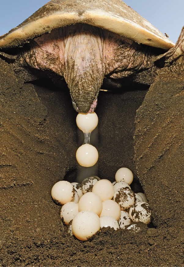 Fotografia. Tartaruga botando ovos em um buraco na areia. No fundo do buraco há alguns ovos já postos.
