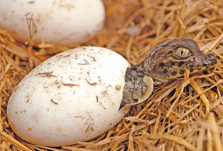 Fotografia. Um jacaré filhote saindo de dentro de um ovo que está em um ninho de palha.
