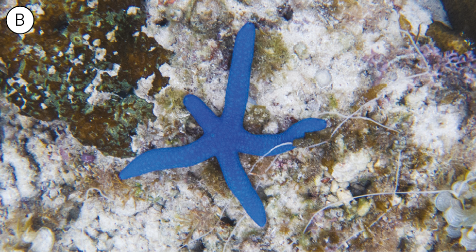 Fotografia B. Uma estrela-do-mar com cinco braços em cima de um coral. Um dos braços é menor do que os outros.