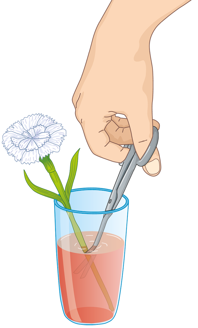 Ilustração. Uma flor branca com o caule dentro de um copo transparente com líquido vermelho. Destaquem para a mão de uma pessoa segurando uma tesoura dentro do líquido, com a ponta no meio do caule da flor, prestes a cortá-lo.