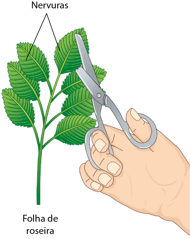 Ilustração. Um galho com sete folhas, representando um galho de roseira. Nas folhas, nervuras. Uma pessoa segura uma tesoura, prestes a cortar uma das folhas.