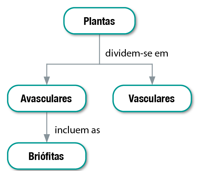 Fluxograma. Plantas dividem-se em vasculares e avasculares, que incluem as briófitas.